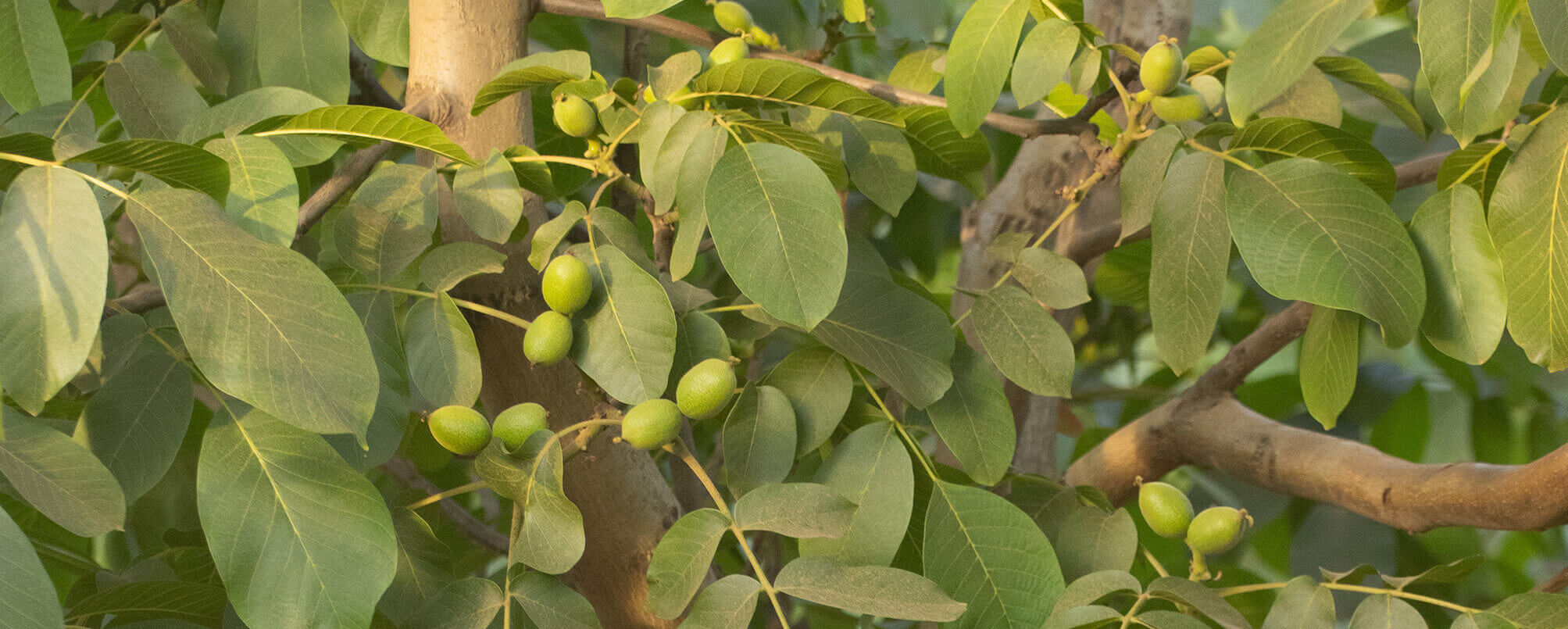 nueces-reemplazo-1.jpg